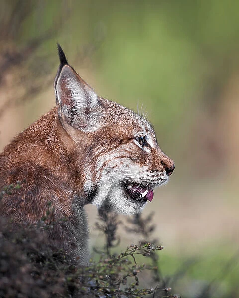 Lynx. fegari
