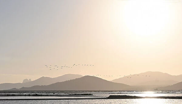 Flamingo flight at sunset at Ibiza