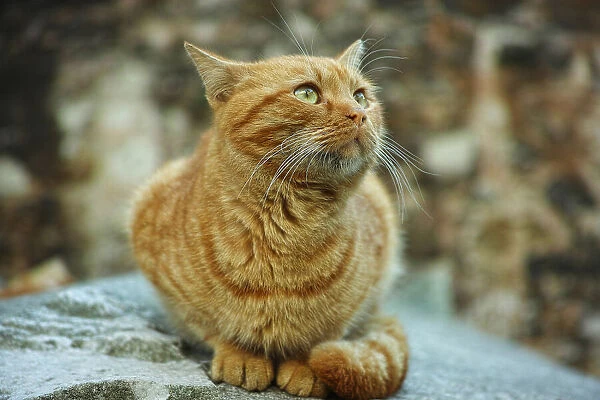 ginger cat