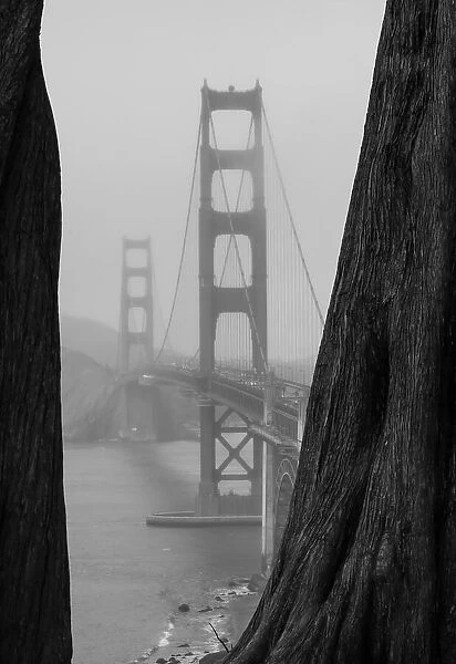 Golden Gate behind Trees