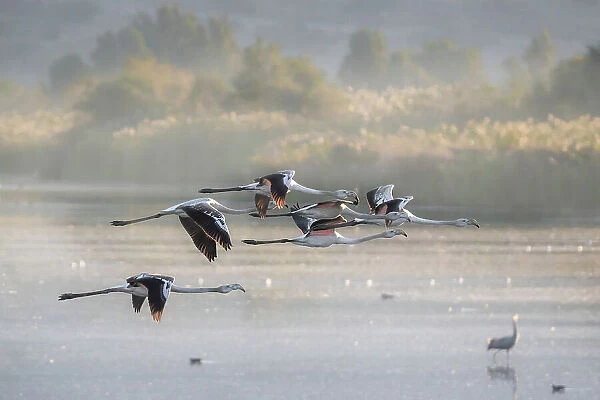Greater Flamingos in flight