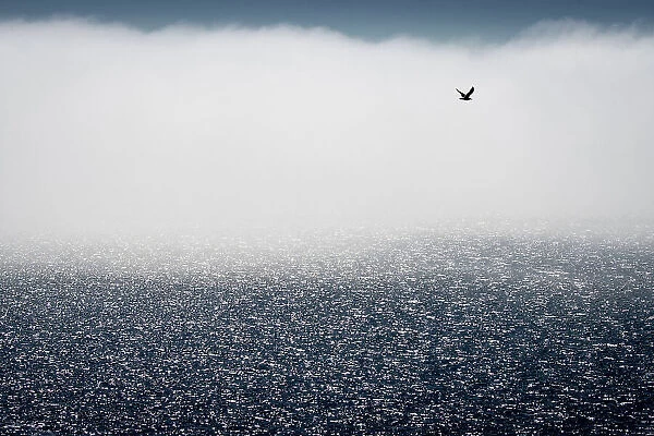 Gulls don't care for the fog