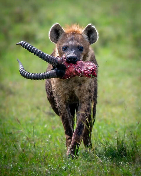 Heinous Hyena