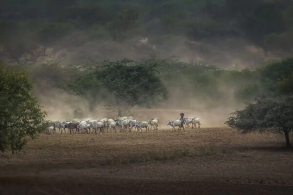The Herdswoman on the Way Home with the Cattle in Bagan