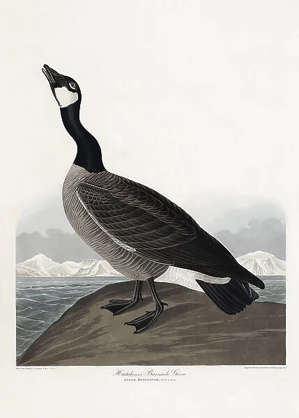 Hutchins's Barnacle Goose From Birds of America (1827)