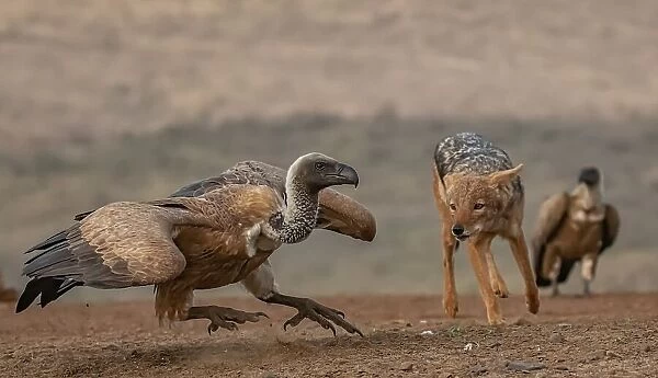 The Jackal and the Vulture