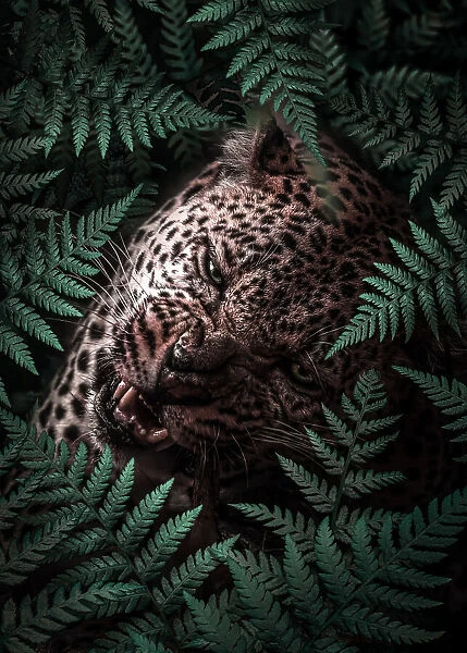 Leopard In Ferns