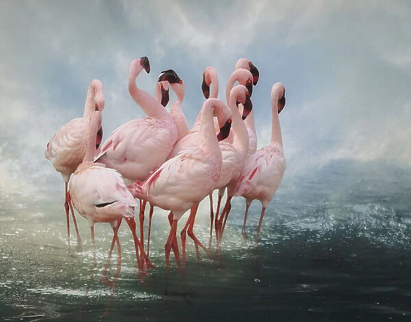 Lesser Flamingo Summit