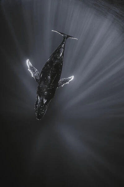 Light and Whale