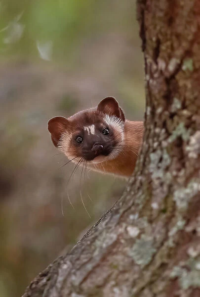 Long tailed weasel