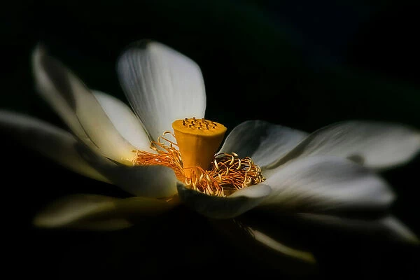 A Lotus, Softly