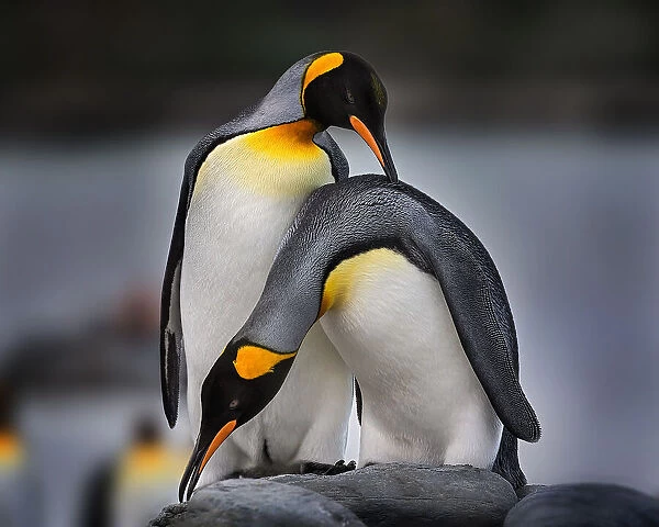 Love story of King Penguins