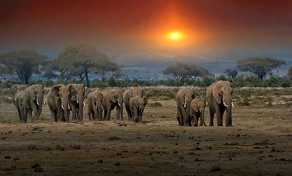Maasai Mara Elephants 3802