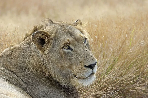 Male lion. Monique van Staden