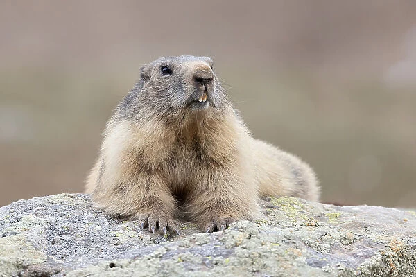 Marmot. Paolo Bolla
