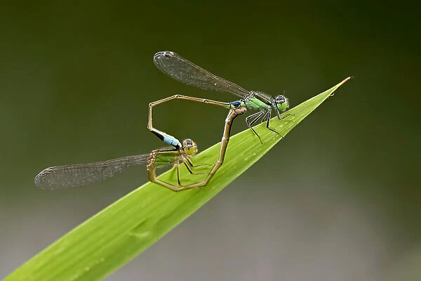 Mating moment of damselfly