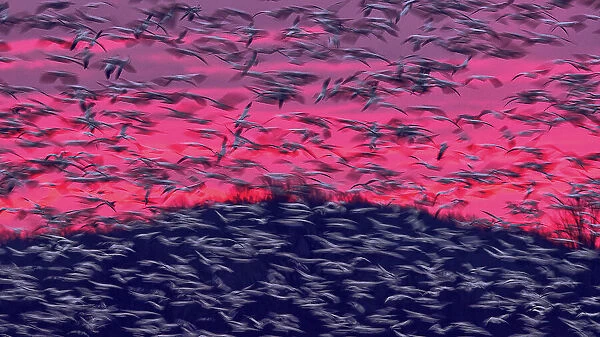 Migrating Snow Geese In Slow Motion