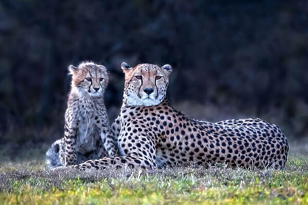 Mom cheetah with cub