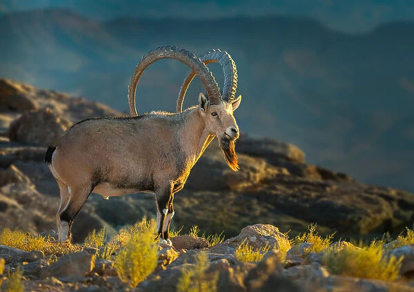 Nubian ibex - on the cliffs of Ramon Crater