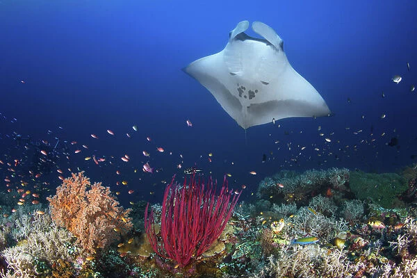Ocean Manta Ray on the reef
