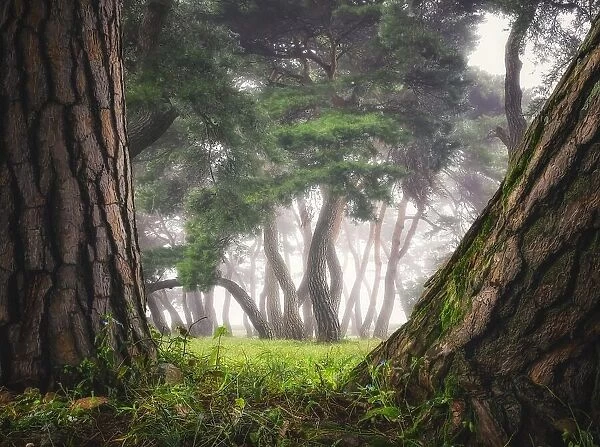Old trees. Tiger Seo