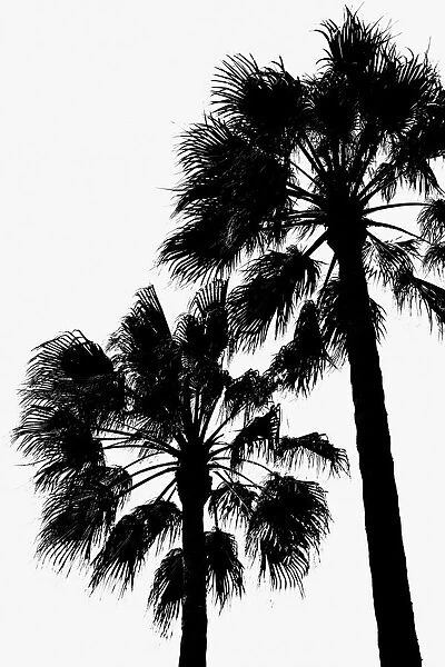 Palm Contrast