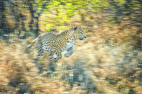 Panning leopard