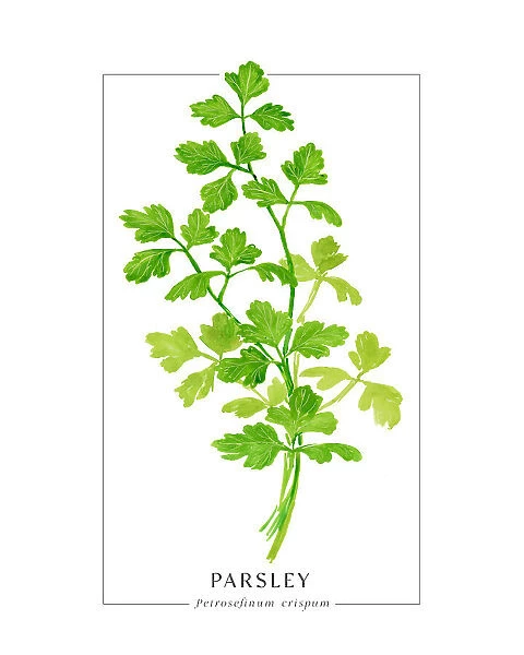 Parsley II
