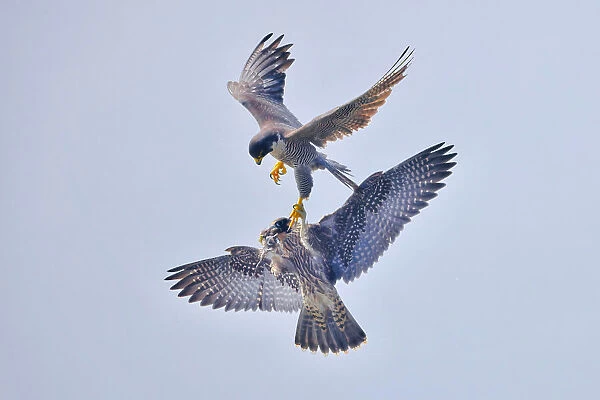 Peregrine Falcon Transfer Food