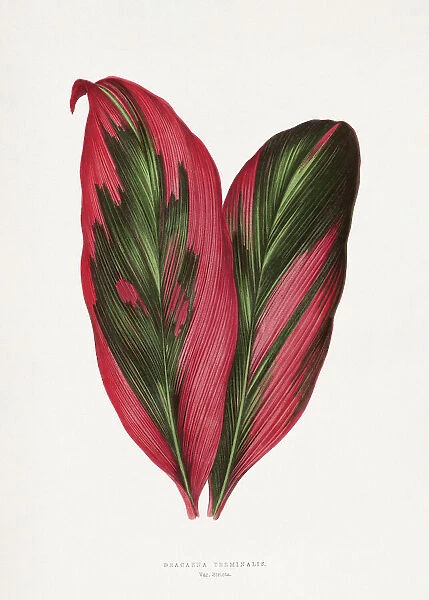 Pink Dracaena Terminalis Leaf Illustration
