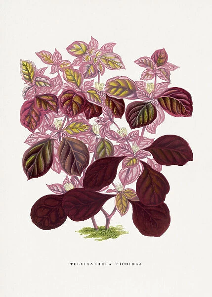Pink Teleianthera Ficoidea Leaf Illustration
