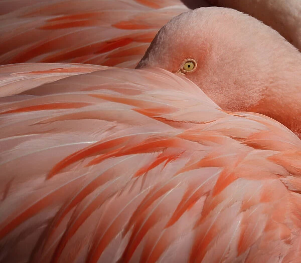Portrait of a Pink Flamingo