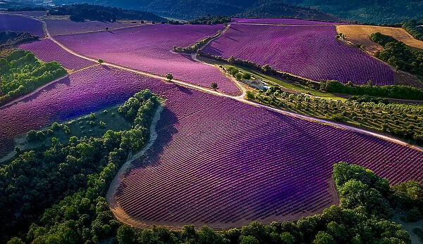 Provence Ultra Purple