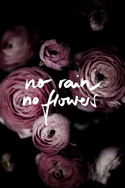 No Rain No Flowers 2