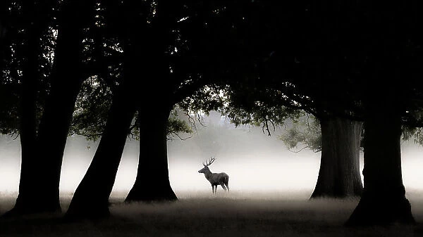 Red Deer Stag in early morning