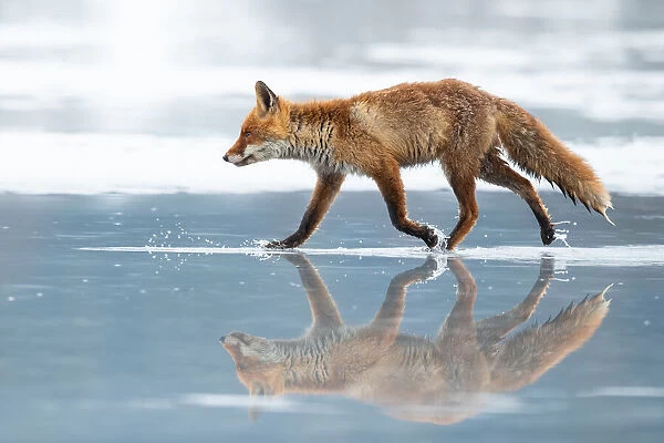 Red Fox. Milan Zygmunt