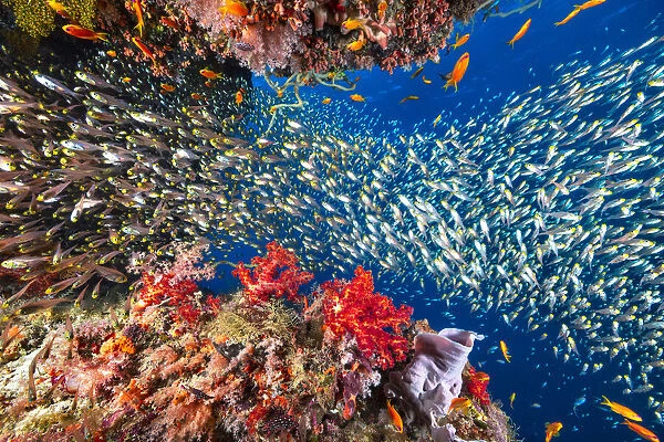 Reef life. La vie est abondante dans la passe Sada du lagon de Mayotte.. Barathieu Gabriel