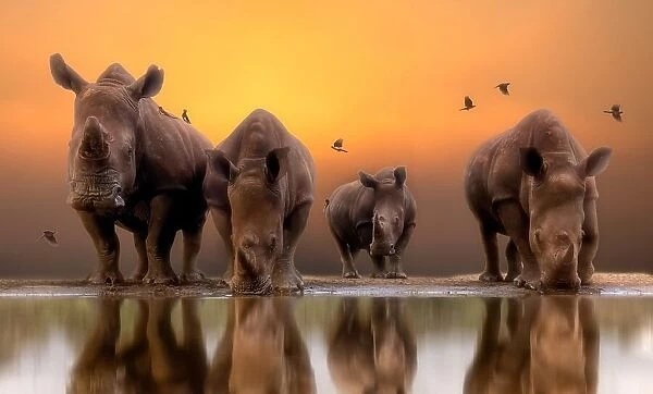 Rhinos by the water