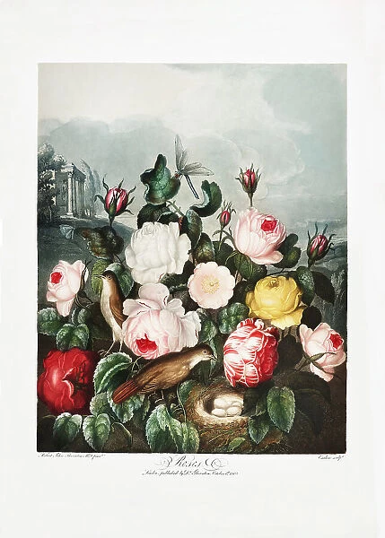 Roses from The Temple of Flora (1807)