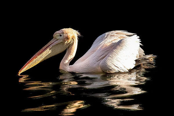 Scrambled pelican