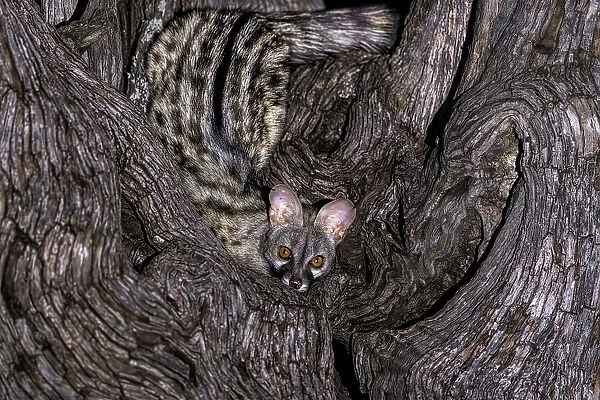 Small Spotted Genet