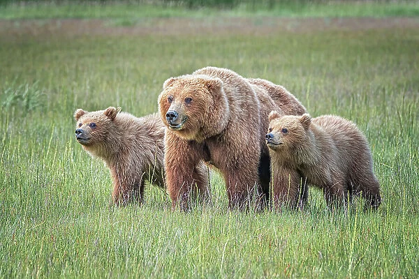 Spring cubs and mom