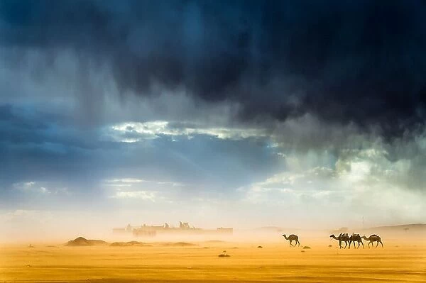 Storm, wind, rain, sand, camels and incredible light in the desert