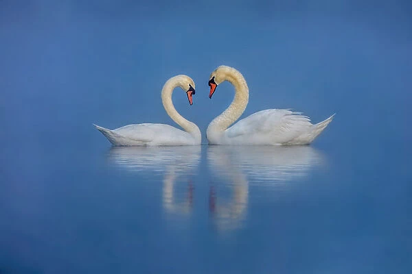 Swan's Love