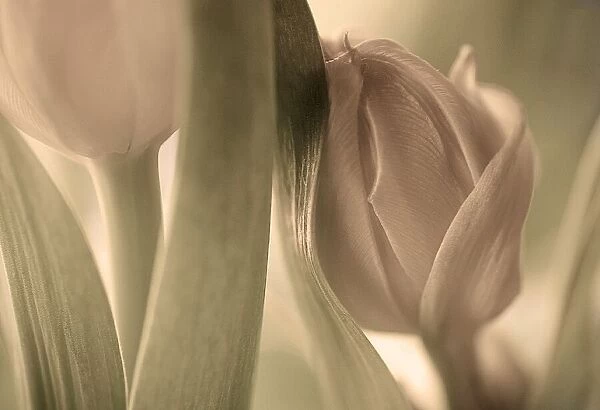 Tulips. Allan Wallberg