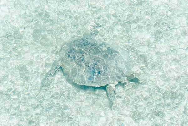 Turtle underwater