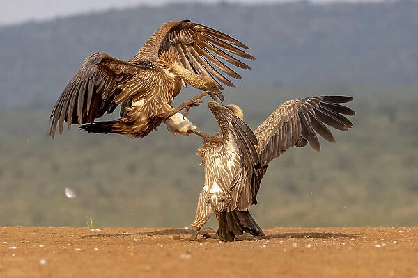 Vulture Fight