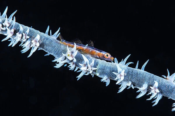 Whip coral and its goby of the mesophotic zone