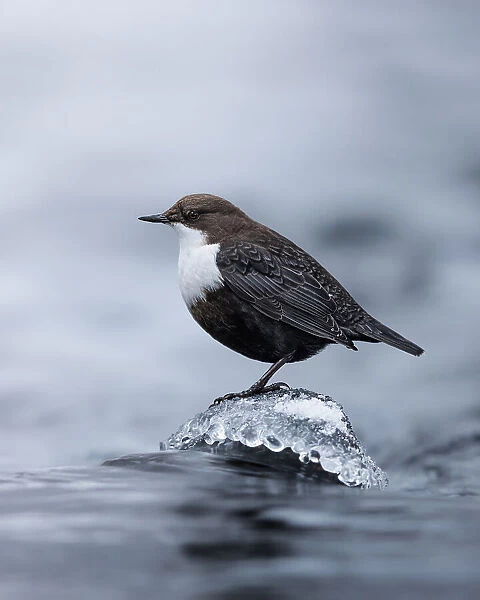 White-throated dipper in the middle of the stream