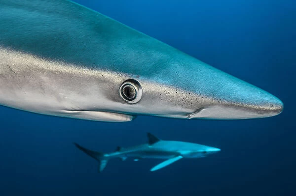 Blue shark (Prionace glauca) close up, Azores, Portugal
